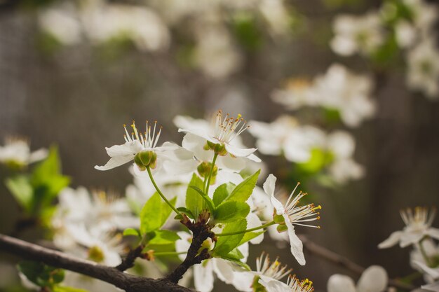 Fiori di Primavera nel frutteto