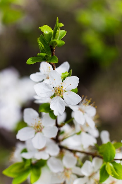 Fiori di Primavera nel frutteto