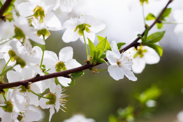 Fiori di Primavera nel frutteto