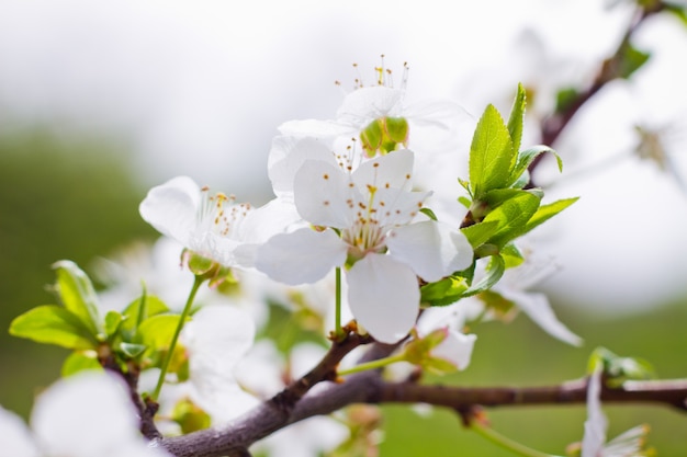 Fiori di Primavera nel frutteto