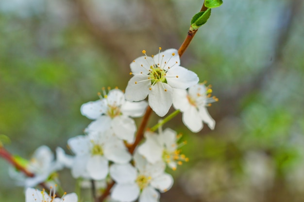 Fiori di Primavera nel frutteto