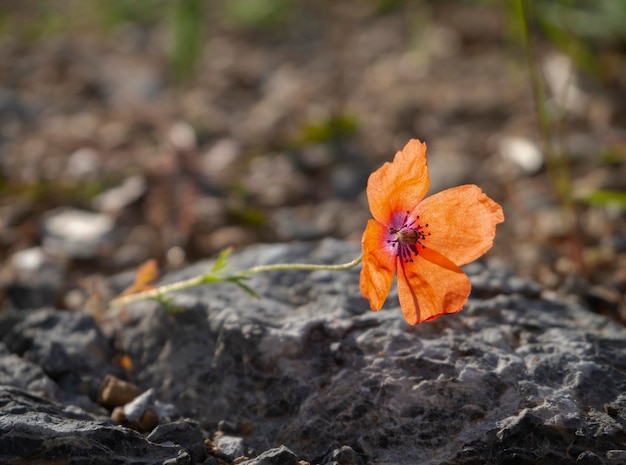 Fiori di primavera papaveri rossi Papaver su una strada di campagna tra le montagne su un'isola greca in Grecia