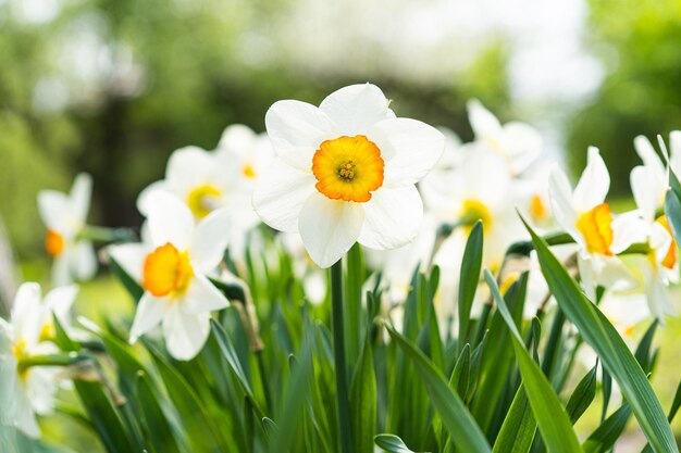 Fiori di primavera Primo piano di fiori narcisi che fioriscono in un giardino Narcisi