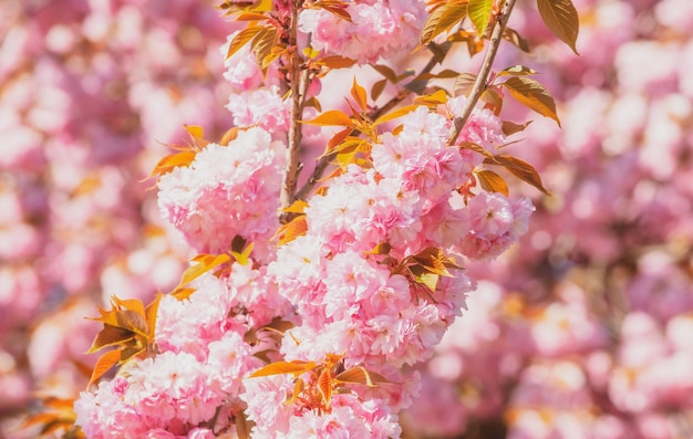 Fiori di primavera Sakura Festival Cherry Blossom Trees Sakura fiori di primavera sullo sfondo