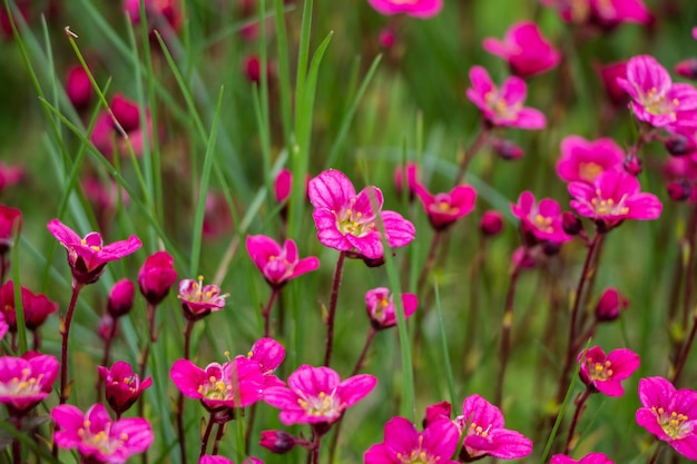 Fiori di primavera Sassifraga rosa in fiore Sfondo di fiori naturali