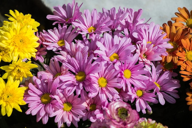 Fiori di primavera selvatici in fiore colorati in vista