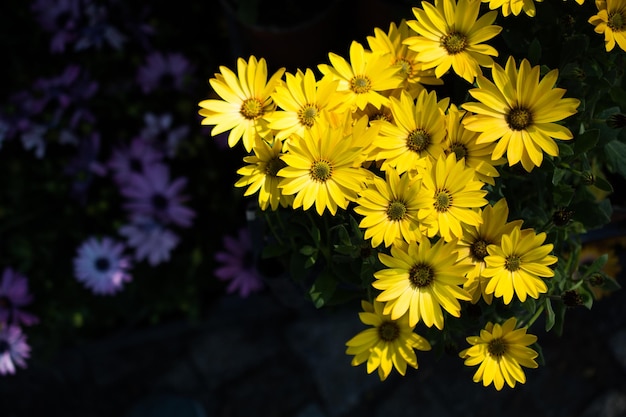 Fiori di primavera selvatici in fiore colorato