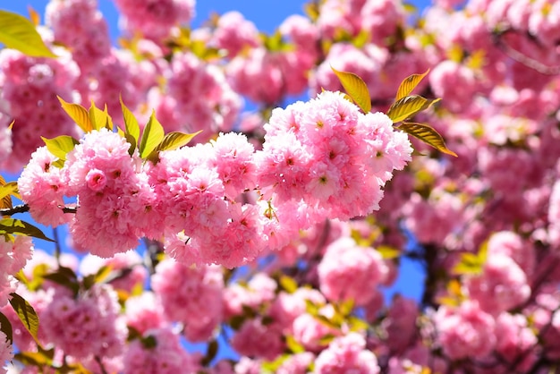 Fiori di primavera sfondo fiore di ciliegio albero di fiori di ciliegio sacura su sfondo natura