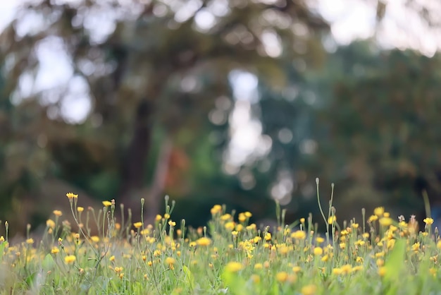 fiori di primavera sfondo natura selvaggia piccolo astratto