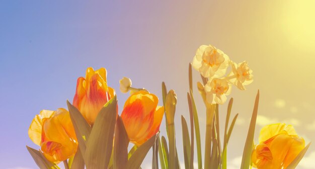 Fiori di primavera su sfondo blu cielo alla luce del sole