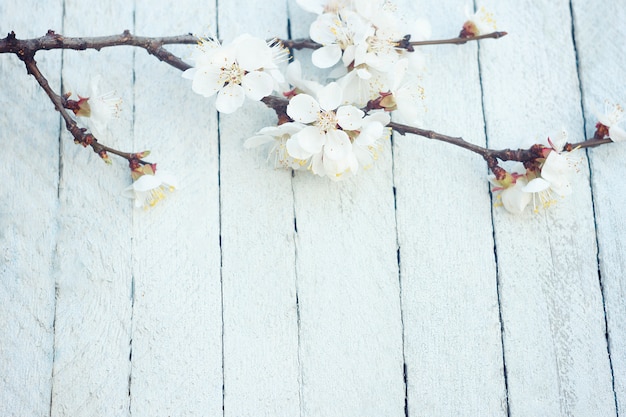 Fiori di primavera sul fondo della tavola in legno. Fiore di prugna