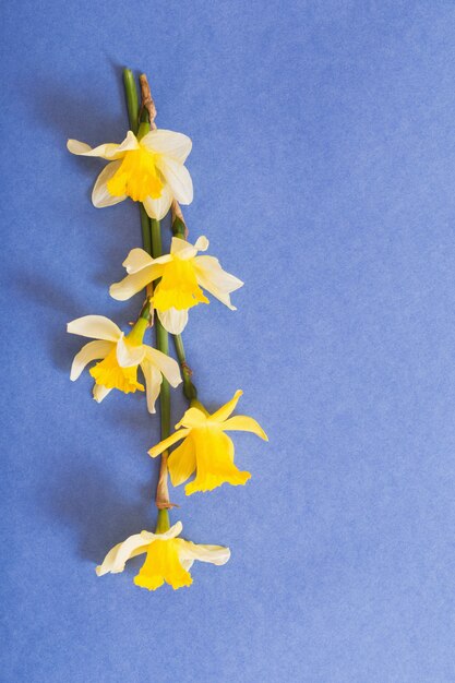 Fiori di primavera sulla superficie della carta blu