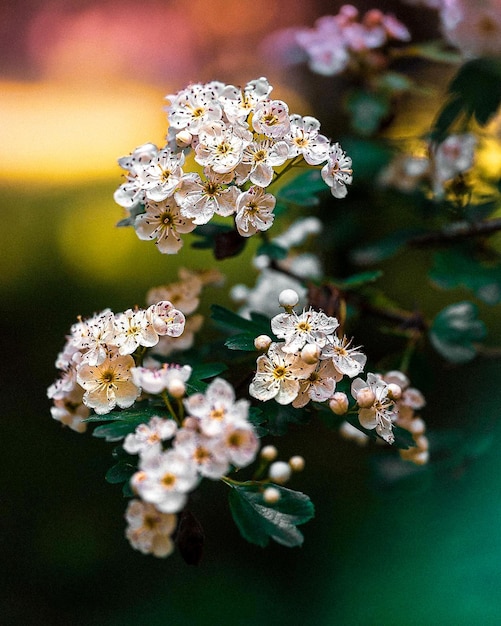 fiori di primavera sullo sfondo fiori di margherita fiori di girasole jasmine loto