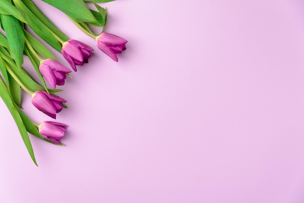 Fiori di primavera tulipani in colore viola festivo sfondo viola