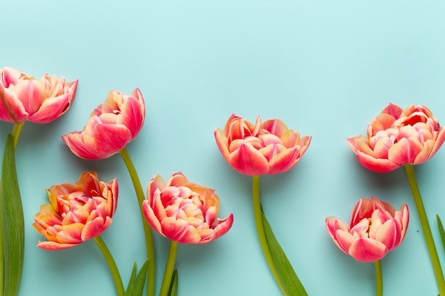 Fiori di primavera, tulipani su colori pastello. Stile vintage retrò.