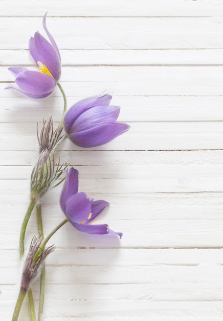 Fiori di primavera viola su fondo di legno bianco