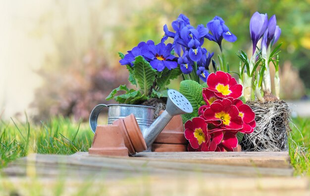 Fiori di primavera