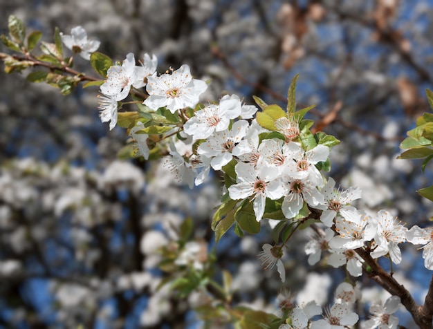 Fiori di primavera