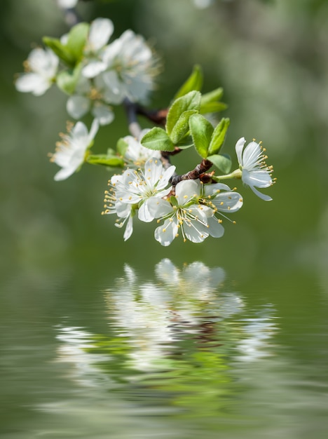 Fiori di primavera