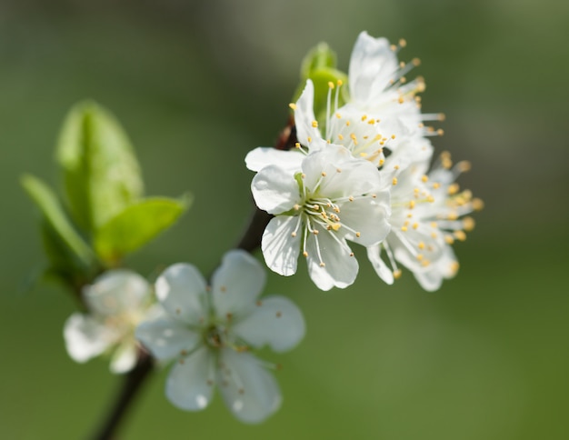 Fiori di primavera