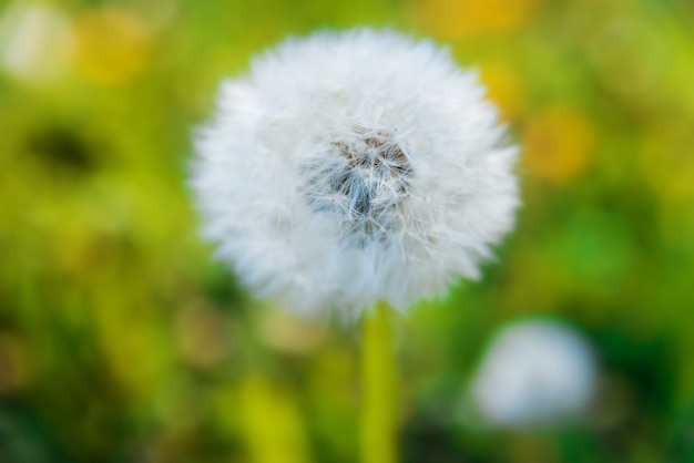 Fiori di primavera