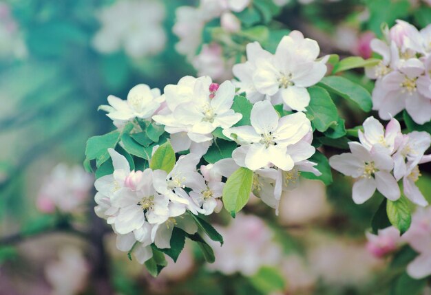 Fiori di primavera