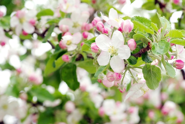 Fiori di primavera