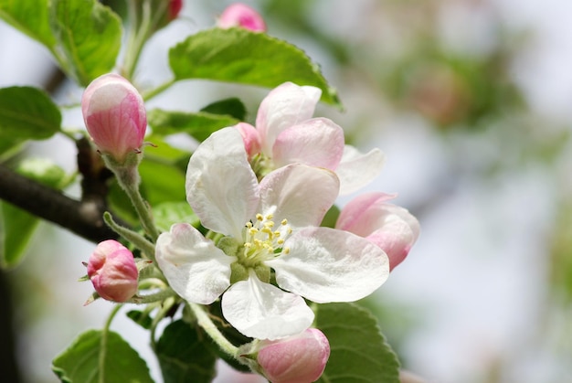 Fiori di primavera