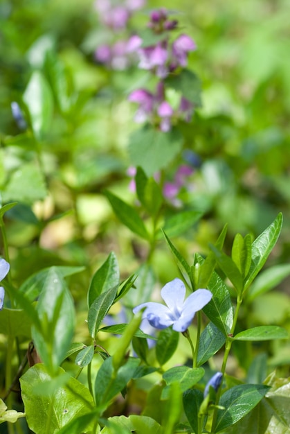 Fiori di primavera