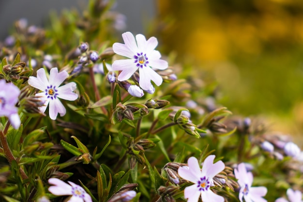 Fiori di primavera