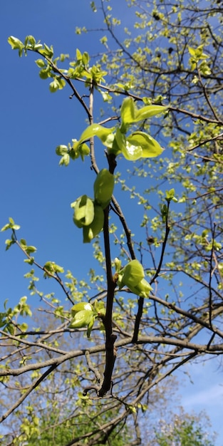 Fiori di primavera