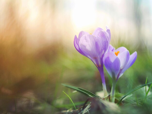 fiori di primavera