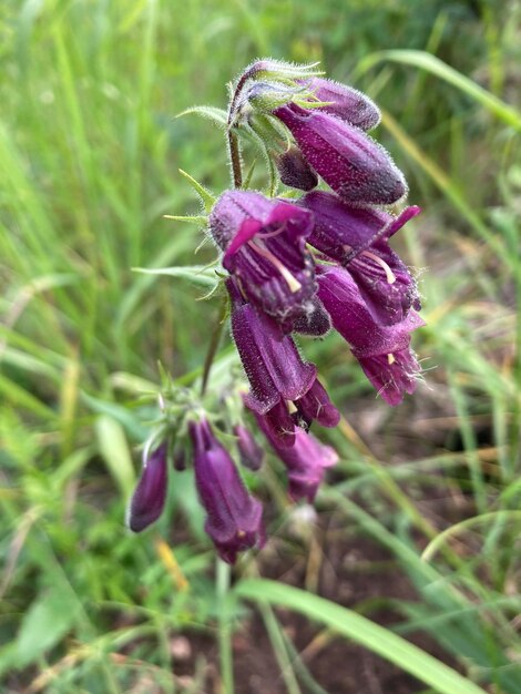 fiori di primavera