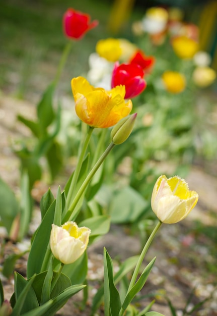 Fiori di primavera