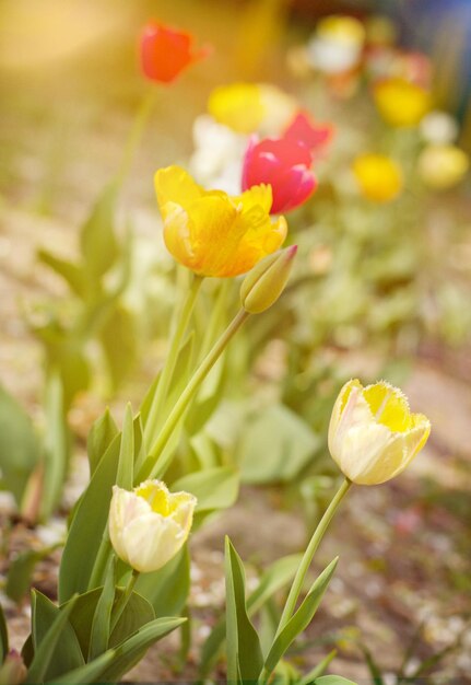 Fiori di primavera