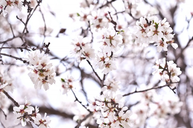 Fiori di primavera