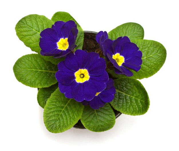 Fiori di primula blu scuro isolati su sfondo bianco Vista superiore piatta