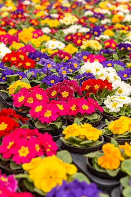 Fiori di primula da giardino multicolore