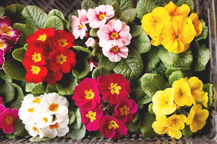 Foto fiori di primula da giardino multicolori vista dall'alto sfondo primavera fiore sfondo primavera