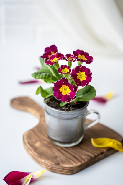 fiori di primula in una tazza sul tavolo