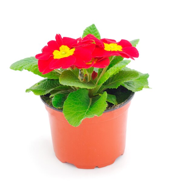 Fiori di primula in vaso