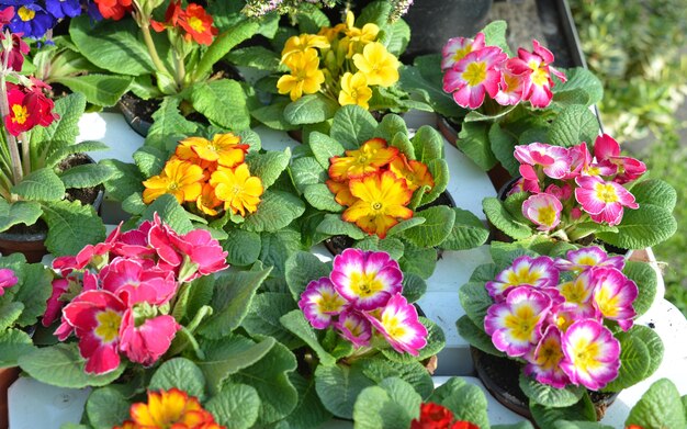 Fiori di primula multicolore Primula di fiori di primavera