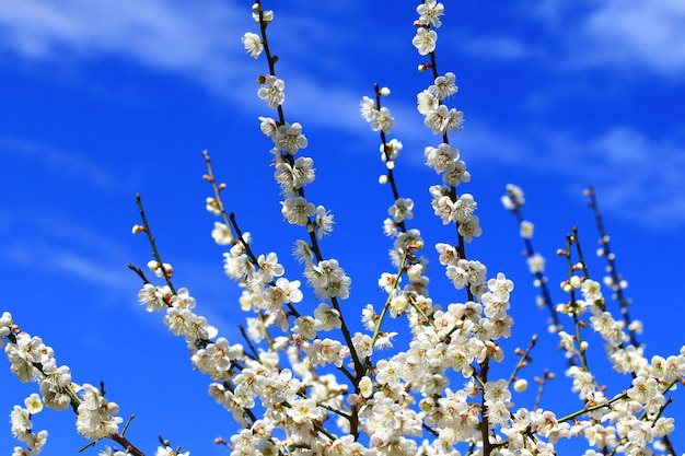 Fiori di prugna bianca che fioriscono sui rami con sfondo blu cielo in inverno soleggiato