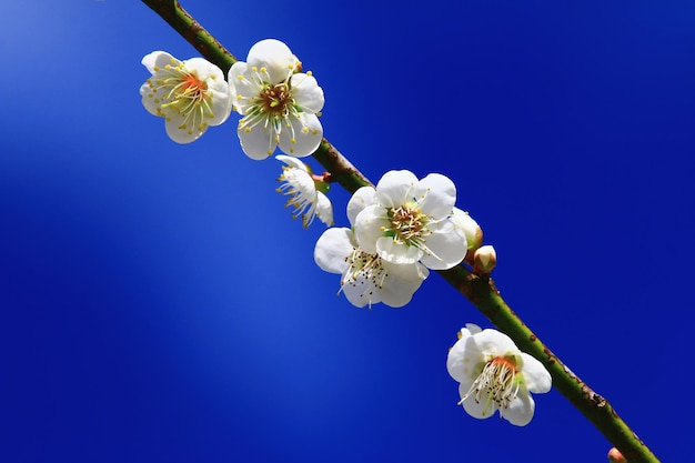 fiori di prugna bianca che fioriscono sui rami con sfondo blu cielo in una giornata di sole