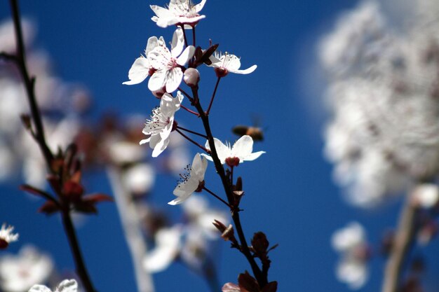 Fiori di prugna che fioriscono in primo piano primaverile