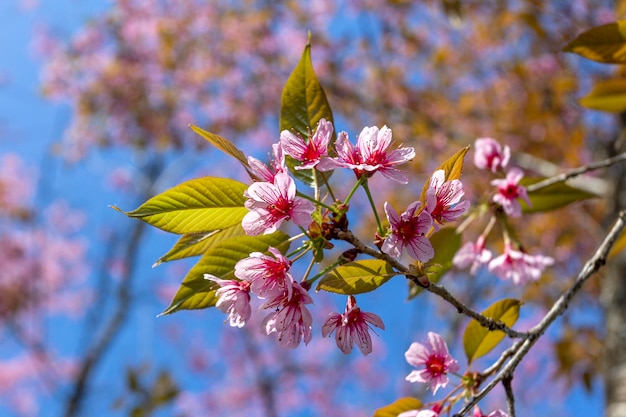 Fiori di prugna che splendono nel cielo blu