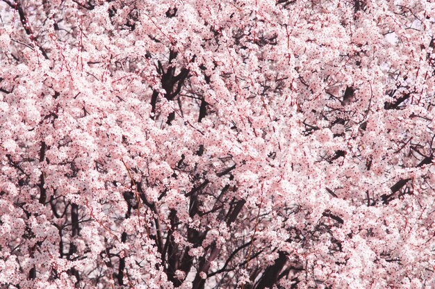 Fiori di prugna ciliegia con petali bianchi e rosa Fiori come sakura su sfondo rosa sfocato Foto di nuova vita per la Giornata della Terra del 22 aprile