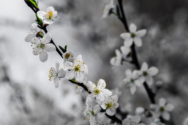 Fiori di prugna ciliegia con petali bianchi Fiori su sfondo sfocato Foto di nuova vita per la Giornata della Terra del 22 aprile