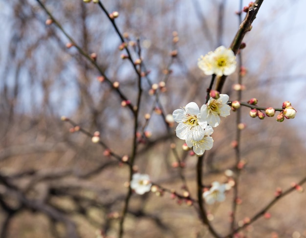 Fiori di prugna in fiore