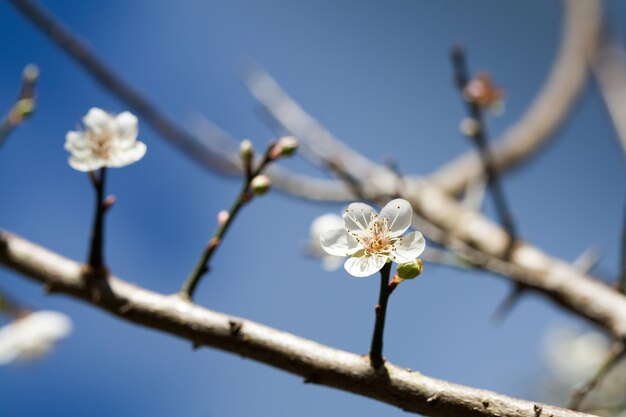 Fiori di prugna in fiore